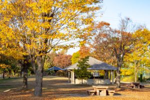大野極楽寺公園、紅葉、黄葉、11月秋、愛知県一宮市の観光・撮影スポットの画像と写真)