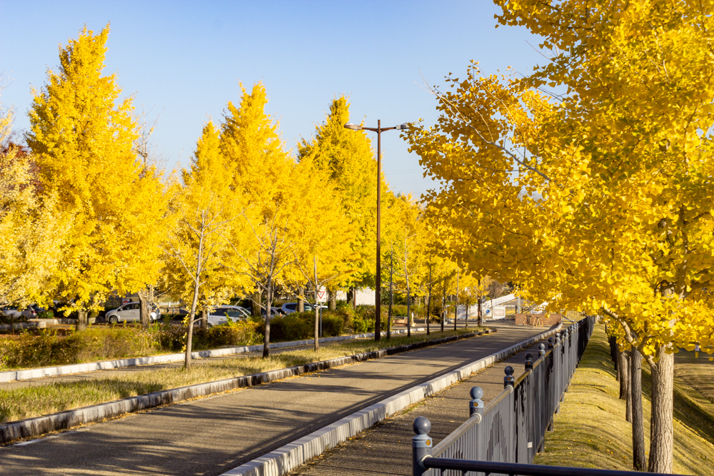 大野極楽寺公園、紅葉、黄葉、11月秋、愛知県一宮市の観光・撮影スポットの画像と写真)