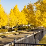 大野極楽寺公園、紅葉、黄葉、11月秋、愛知県一宮市の観光・撮影スポットの画像と写真)