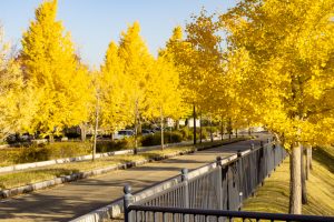 大野極楽寺公園、紅葉、黄葉、11月秋、愛知県一宮市の観光・撮影スポットの画像と写真)