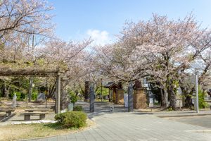 大山緑地、桜、3月春の花、愛知県高浜市の観光・撮影スポットの名所