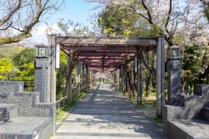 大山緑地、桜、3月春の花、愛知県高浜市の観光・撮影スポットの名所