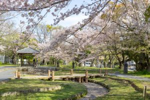 大山緑地、桜、3月春の花、愛知県高浜市の観光・撮影スポットの名所