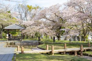 大山緑地、桜、3月春の花、愛知県高浜市の観光・撮影スポットの名所