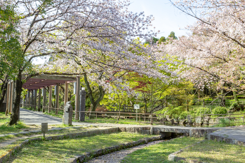 大山緑地、桜、3月春の花、愛知県高浜市の観光・撮影スポットの名所
