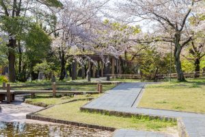 大山緑地、桜、3月春の花、愛知県高浜市の観光・撮影スポットの名所