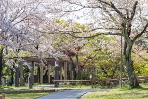 大山緑地、桜、3月春の花、愛知県高浜市の観光・撮影スポットの名所