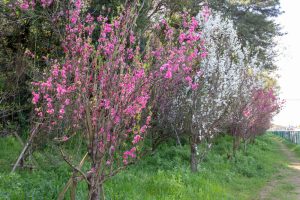大山緑地、花桃、3月春の花、愛知県高浜市の観光・撮影スポットの名所