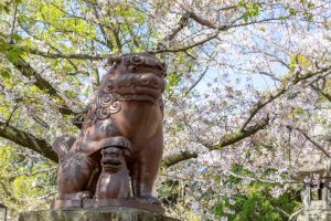 大山緑地、桜、3月春の花、愛知県高浜市の観光・撮影スポットの名所