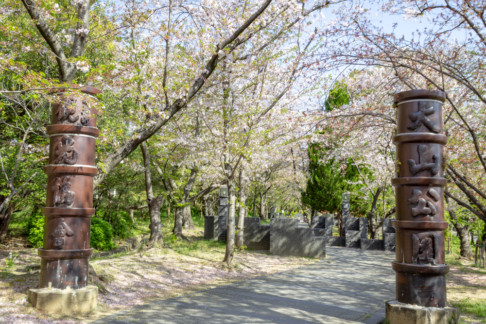 大山緑地、桜、3月春の花、愛知県高浜市の観光・撮影スポットの名所