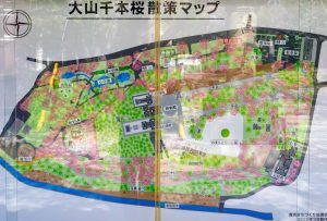 大山緑地、桜、3月春の花、愛知県高浜市の観光・撮影スポットの名所