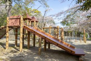 大山緑地、桜、3月春の花、愛知県高浜市の観光・撮影スポットの名所