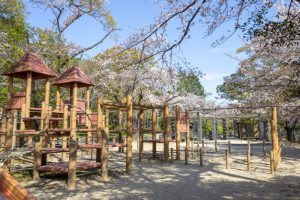 大山緑地、桜、3月春の花、愛知県高浜市の観光・撮影スポットの名所