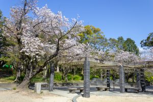大山緑地、桜、3月春の花、愛知県高浜市の観光・撮影スポットの名所