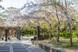 大山緑地、桜、3月春の花、愛知県高浜市の観光・撮影スポットの名所