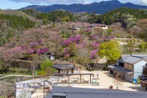 恵那峡さざなみ公園、つつじ、4月春の花、岐阜県恵那市の観光・撮影スポットの名所