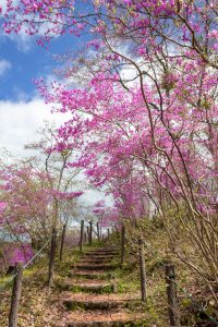 恵那峡さざなみ公園、つつじ、4月春の花、岐阜県恵那市の観光・撮影スポットの名所