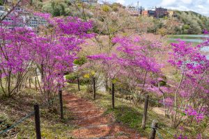 恵那峡さざなみ公園、つつじ、4月春の花、岐阜県恵那市の観光・撮影スポットの名所