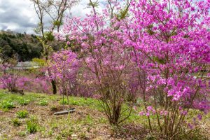 恵那峡さざなみ公園、つつじ、4月春の花、岐阜県恵那市の観光・撮影スポットの名所