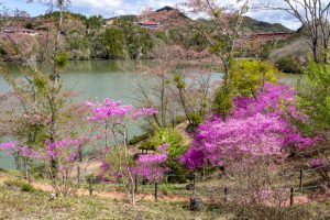 恵那峡さざなみ公園、つつじ、4月春の花、岐阜県恵那市の観光・撮影スポットの名所