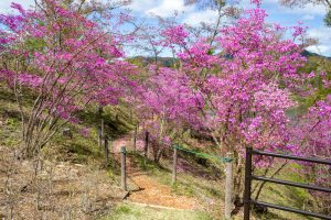 恵那峡さざなみ公園、つつじ、4月春の花、岐阜県恵那市の観光・撮影スポットの名所