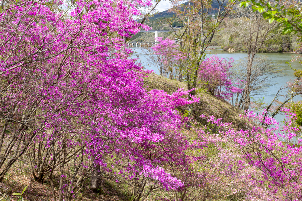 恵那峡さざなみ公園、つつじ、4月春の花、岐阜県恵那市の観光・撮影スポットの名所