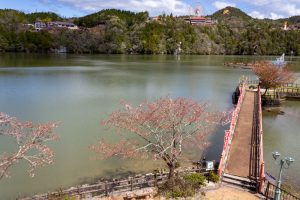 恵那峡さざなみ公園、つつじ、4月春の花、岐阜県恵那市の観光・撮影スポットの名所