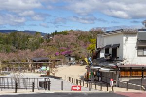 恵那峡さざなみ公園、つつじ、4月春の花、岐阜県恵那市の観光・撮影スポットの名所