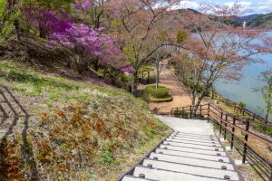 恵那峡さざなみ公園、つつじ、4月春の花、岐阜県恵那市の観光・恵那峡さざなみ公園、つつじ、4月春の花、岐阜県恵那市の観光・撮影スポットの名所