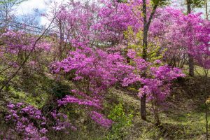 恵那峡さざなみ公園、つつじ、4月春の花、岐阜県恵那市の観光・撮影スポットの名所