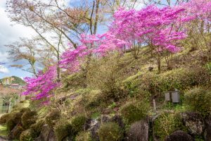 恵那峡さざなみ公園、つつじ、4月春の花、岐阜県恵那市の観光・撮影スポットの名所