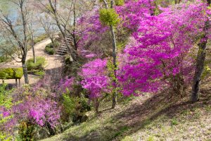 恵那峡さざなみ公園、つつじ、4月春の花、岐阜県恵那市の観光・撮影スポットの名所