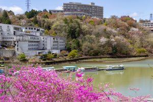 恵那峡さざなみ公園、つつじ、4月春の花、岐阜県恵那市の観光・撮影スポットの名所