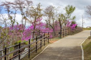 恵那峡さざなみ公園、つつじ、4月春の花、岐阜県恵那市の観光・撮影スポットの名所