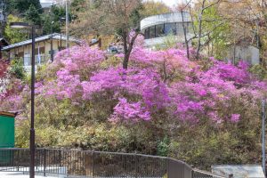 恵那峡さざなみ公園、つつじ、4月春の花、岐阜県恵那市の観光・撮影スポットの名所