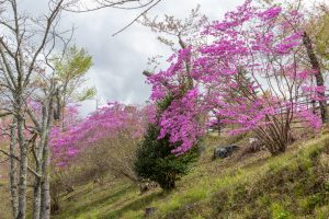 恵那峡さざなみ公園、つつじ、4月春の花、岐阜県恵那市の観光・撮影スポットの名所
