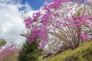 恵那峡さざなみ公園、つつじ、4月春の花、岐阜県恵那市の観光・撮影スポットの名所