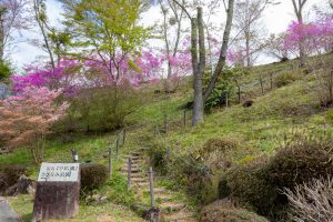 恵那峡さざなみ公園、つつじ、4月春の花、岐阜県恵那市の観光・撮影スポットの名所