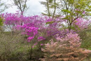 恵那峡さざなみ公園、つつじ、4月春の花、岐阜県恵那市の観光・撮影スポットの名所