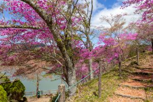 恵那峡さざなみ公園、つつじ、4月春の花、岐阜県恵那市の観光・撮影スポットの名所