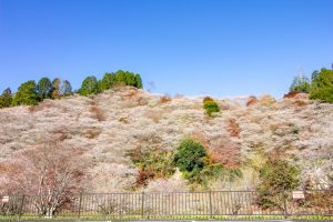 川見四季桜の里、紅葉、11月秋、愛知県豊田市の観光・撮影スポットの画像と写真