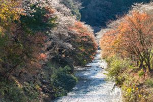 柿ヶ入り遊歩道、紅葉、11月秋、愛知県豊田市の観光・撮影スポットの画像と写真