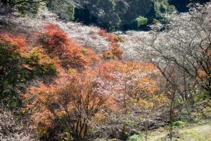 柿ヶ入り遊歩道、紅葉、11月秋、愛知県豊田市の観光・撮影スポットの画像と写真秋、愛知県豊田市の観光・撮影スポットの画像と写真