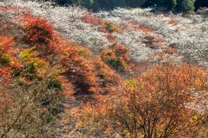 柿ヶ入り遊歩道、紅葉、11月秋、愛知県豊田市の観光・撮影スポットの画像と写真、紅葉、11月秋、愛知県豊田市の観光・撮影スポットの画像と写真秋、愛知県豊田市の観光・撮影スポットの画像と写真