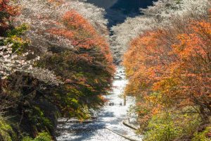 柿ヶ入り遊歩道、紅葉、11月秋、愛知県豊田市の観光・撮影スポットの画像と写真