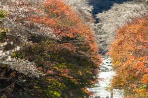 柿ヶ入り遊歩道、紅葉、11月秋、愛知県豊田市の観光・撮影スポットの画像と写真