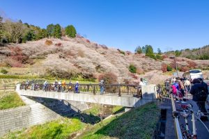 川見四季桜の里、紅葉、11月秋、愛知県豊田市の観光・撮影スポットの画像と写真