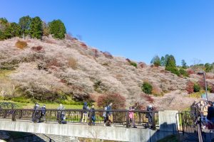 川見四季桜の里、紅葉、11月秋、愛知県豊田市の観光・撮影スポットの画像と写真