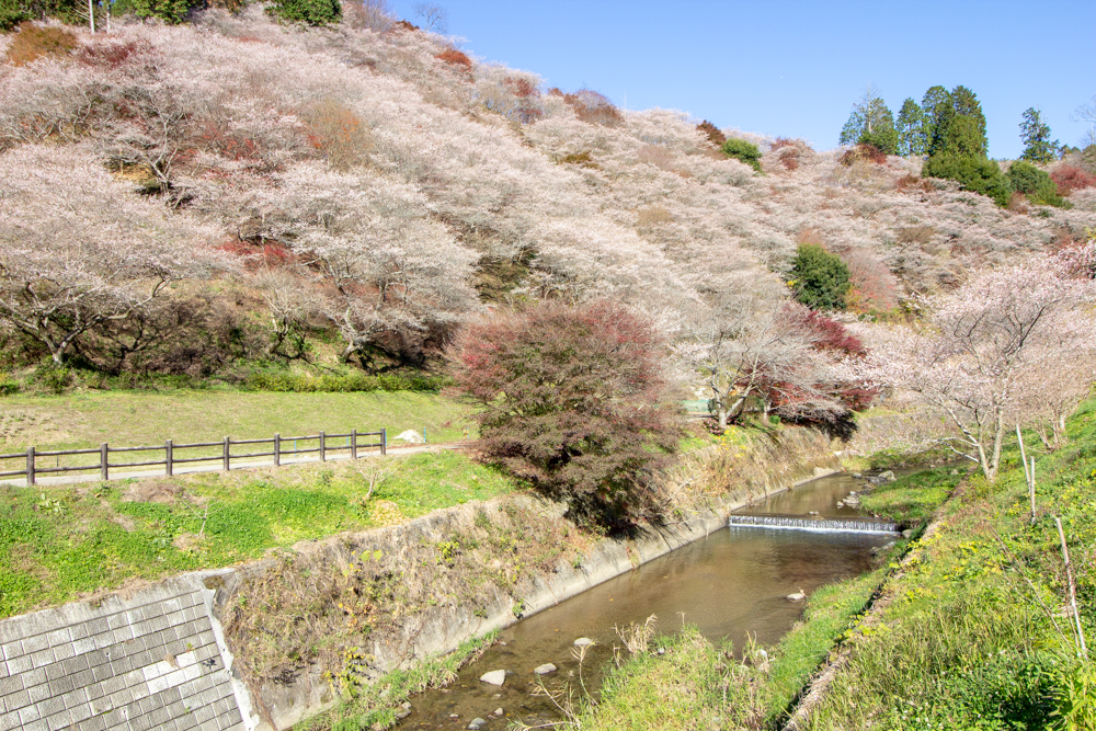 川見四季桜の里、紅葉、11月秋、愛知県豊田市の観光・撮影スポットの画像と写真