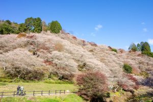 川見四季桜の里、紅葉、11月秋、愛知県豊田市の観光・撮影スポットの画像と写真